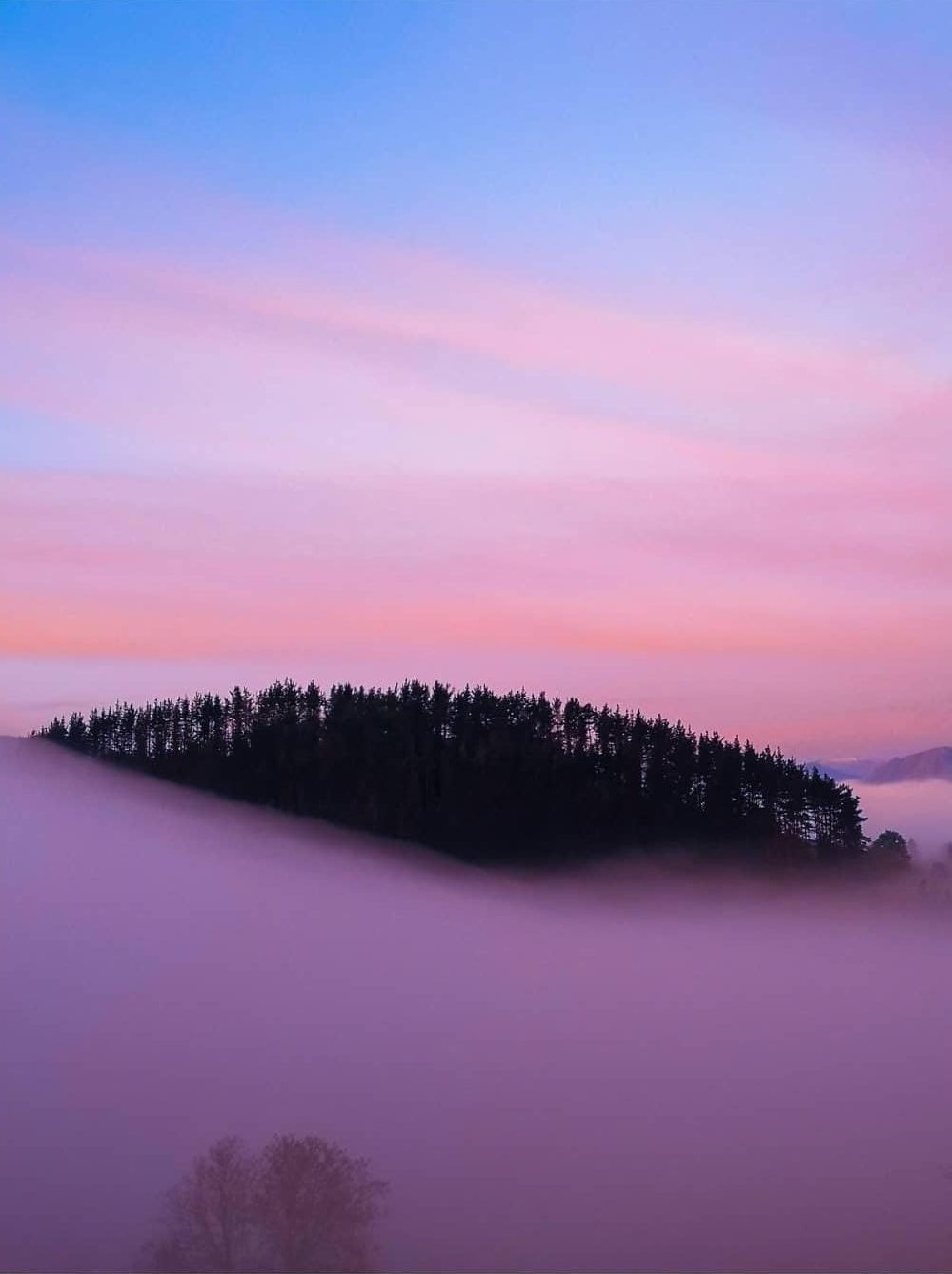 MONTE NIEBLA ROSA