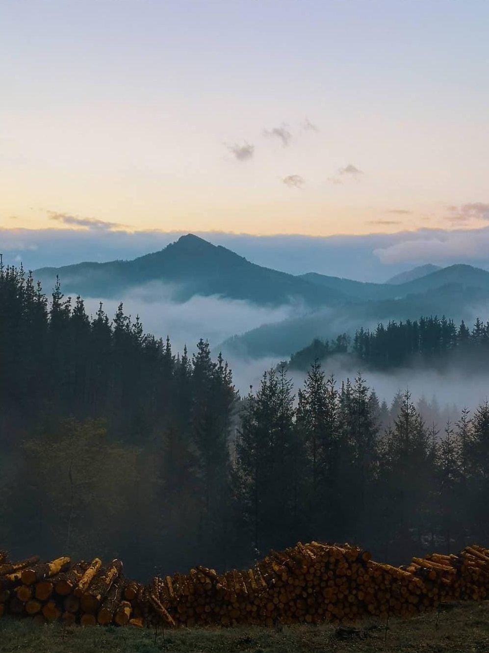 MONTE TRONCOS
